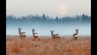 Охота на косулю, зайца и лису. Добыли ВСЁ. Hunting for roe deer, hare and fox. Got EVERYTHING.