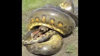 Анаконда против крокодила