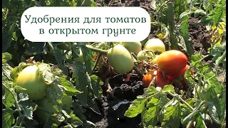 Выращивание томатов в открытом грунте по технологии Айдамин