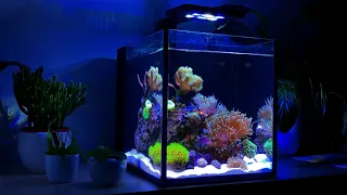 Nano Reef Tank Update Month Four (No Skimmer)
