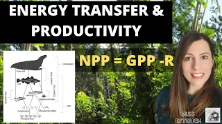 ENERGY TRANSFER & PRODUCTIVITY: A-level Biology.  NPP = GPP-R