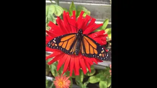 Fixing Monarch wings that did not expand