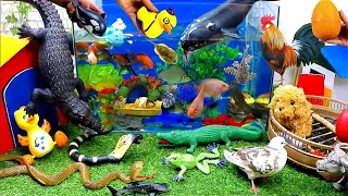 Catch Cute Animals, Rainbow Chicken, Rabbit, Turtle, Catfish, Crocodile, Goldfish, Frog