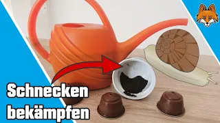 Schnecken bekämpfen im Garten Hausmittel - DAS hilft wirklich 🐌