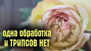 ТРИПСЫ ВЫПАЛИ и БОЛЬШЕ НЕ ПОЯВЛЯЛИСЬ! ЭФФЕКТИВНАЯ методика борьбы