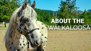 About the Walkaloosa | Horse Breeds