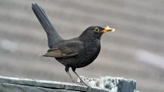 Blackbirds Nesting - Eggs, Chicks and Parental Care