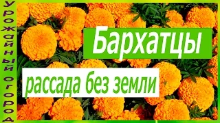 РАССАДА БАРХАТЦЕВ БЕЗ ЗЕМЛИ!