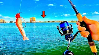 Fishing a SHRIMP! JIG inside the BAY and Caught THIS!