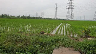 Perumahan Bumi citra lestari cikarang || Masih ada sawah luas di cikarang