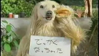 Funny Japanese Commercial