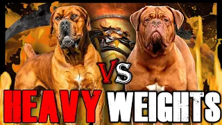 Boerboel vs Dogue de Bordeaux | Dogue de Bordeaux vs Boerboel | Powerful Guard Dog? | Billa Boyka |