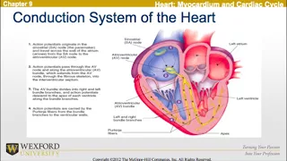 Circulatory Response to Exercise