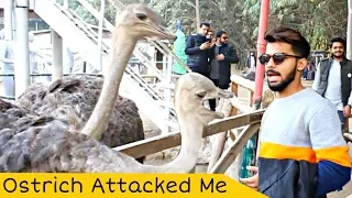 Ostrich Attacked Me at Rana Resort Safari Park? | Head Baloki | Wild Park