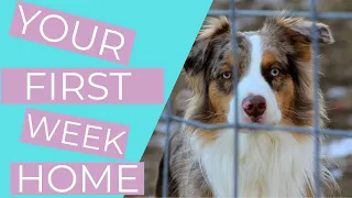 Bringing Home a Rescue Dog (6 Rescue Dog Tips for your First Week Home) //THE KIND CANINE