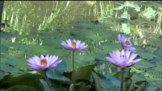 A Beautiful Chinese Guzheng Music for QIGONG & Wudang BAGUA !.