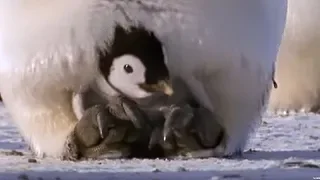 Emperor penguins | The Greatest Wildlife Show on Earth | BBC Earth