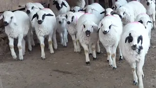 sounds of sheep , Sheep Sound , lamb noises , Animal Sound Effect