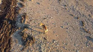 Drone Footage of St. Mary's bay Nova Scotia.