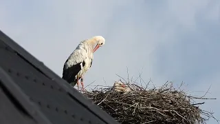 White storks in Denmark Smedager 18 april 2024