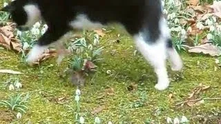 Cat VS Mouse