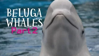 | Marineland Canada 2015 | Belugas Part 2 | Megakillerwhales