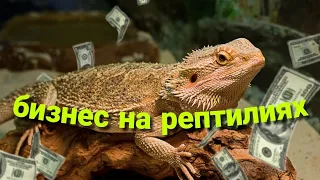 что нужно знать перед разведением рептилий - бизнес на риптилиях