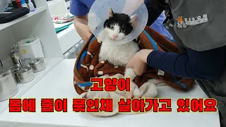 몸에 줄인 묶인채 살아가는 길고양이 이야기