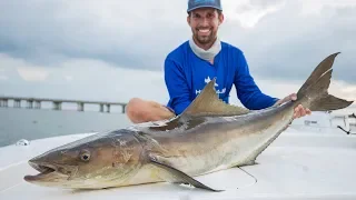 We caught our Cobia Limit! Catch N Cook