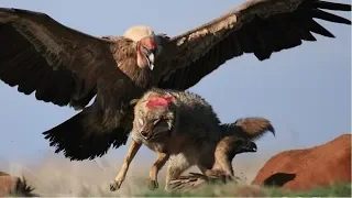 Eagle Attacking Big Animals (Humans ,goats ,wolf and snake)