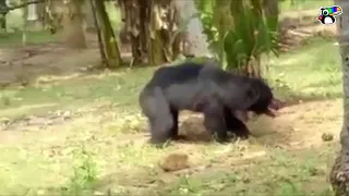 Killer bear brutally mauled by villagers [18+ Graphic]