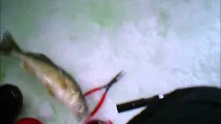 Lower Red Lake Ice Fishing (Aggressive Walleye )