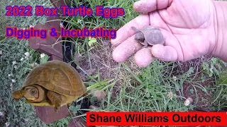 2022 Three Toed Box Turtle Eggs - Preparation, Digging & Incubating - Shane Williams Outdoors