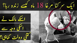 A Tale of Headless Chicken in Urdu Hindi | TJ Speaks