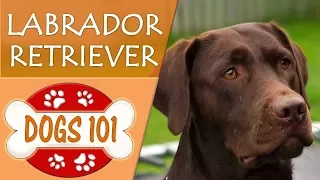 Dogs 101 - LABRADOR RETRIEVER - Top Dog Facts About LAB Breeds