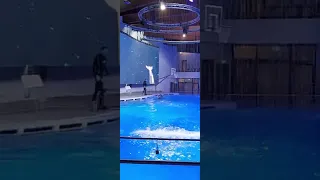 Шоу дельфинов, Дельфинарий, Клайпеда