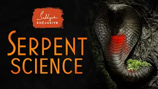 Serpent Science - The Truth about Snakes' Impact on Your Life | Sadhguru Exclusive #NagaDosha