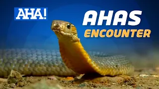 Snake rescuers sa Laguna, ating kilalanin! | AHA!