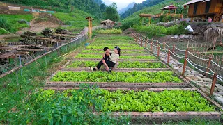 Harvesting melons at the end of the season, taking care of the vegetable garden - Sang Vy Farm