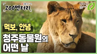 청주동물원에 가을이 오듯 이별이 왔습니다. 사자 먹보, 안녕