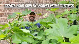 How To Propagate Fig Trees from Cuttings / Grow a Fig Tree from a Cutting || DHBG