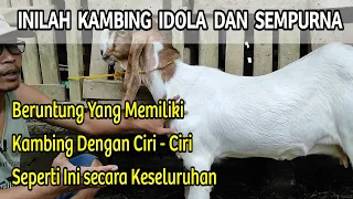 Inilah Kambing Bagus dan Sempurna untuk di Ternak. Fersi Saya || Jawa Randu super