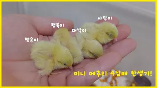 너무너무 귀여운 메추리 4남매의 탄생!