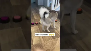 Sapphie the pomsky wants attention compilation