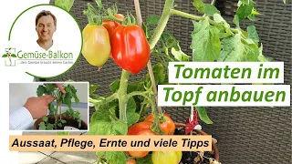 Tomaten 🍅 auf dem Balkon anbauen: Anzucht 🌱, umtopfen, Pflege, Düngen vom Samen bis zur Ernte 🤏