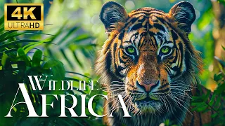 Africa Wildlife 4K - Wonderful Wildlife Movie With Soothing Music