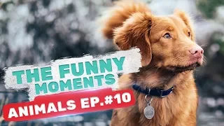 FUNNY MOMENTS 2018, ЛУЧШИЕ ПРИКОЛЫ С ЖИВОТНЫМИ 2018 #10