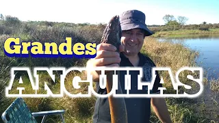 Que pesca de anguilas grandes!!! en Pesca en agua dulce