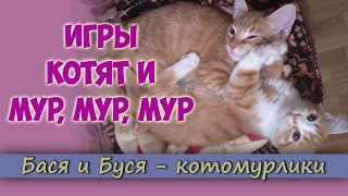 Игры котят и мур мур мур. Котята играют и веселятся