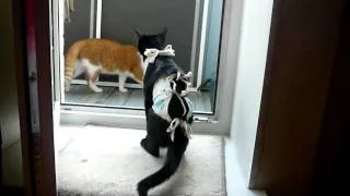 котосближение 4 / catsrapprochement 4